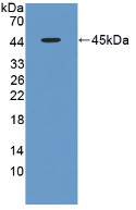 Western Blot; Sample: Recombinant FMOD, Rat.