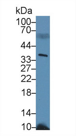 Western Blot; Sample: Mouse Serum; Primary Ab: 2µg/ml Rabbit Anti-Mouse PPIE Antibody Second Ab: 0.2µg/mL HRP-Linked Caprine Anti-Rabbit IgG Polyclonal Antibody