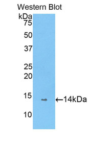 Western Blot; Sample: Recombinant protein.