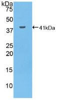 Western Blot; Sample: Recombinant MUC6, Human.