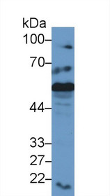 Western Blot; Sample: Mouse Liver lysate; Primary Ab: 2µg/ml Rabbit Anti-Mouse CRT Antibody Second Ab: 0.2µg/mL HRP-Linked Caprine Anti-Rabbit IgG Polyclonal Antibody
