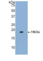 Western Blot; Sample: Recombinant HBEGF, Human.