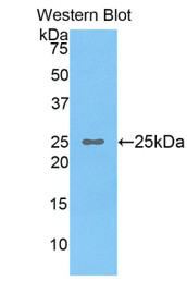 Western Blot; Sample: Recombinant protein.