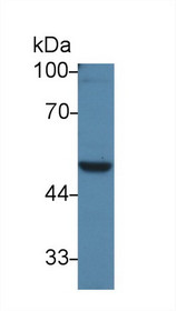 Western Blot; Sample: Rat Testis lysate; Primary Ab: 3µg/ml Rabbit Anti-Mouse PVRL3 Antibody Second Ab: 0.2µg/mL HRP-Linked Caprine Anti-Rabbit IgG Polyclonal Antibody