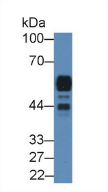 Western Blot; Sample: Rat Pancreas lysate; Primary Ab: 2µg/mL Rabbit Anti-Rat AMY2 Antibody Second Ab: 0.2µg/mL HRP-Linked Caprine Anti-Rabbit IgG Polyclonal Antibody