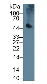 Western Blot; Sample: Mouse Pancreas lysate; Primary Ab: 2µg/ml Rabbit Anti-Mouse PL Antibody Second Ab: 0.2µg/mL HRP-Linked Caprine Anti-Rabbit IgG Polyclonal Antibody