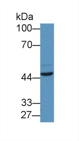 Western Blot; Sample: Human HepG2 cell lysate; Primary Ab: 1µg/ml Rabbit Anti-Human EGR2 Antibody Second Ab: 0.2µg/mL HRP-Linked Caprine Anti-Rabbit IgG Polyclonal Antibody