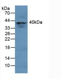 Western Blot; Sample: Human Brain Tissue.