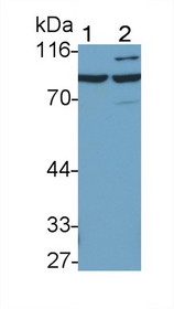 Western Blot; Sample: Recombinant IFNa/bR1, Mouse.