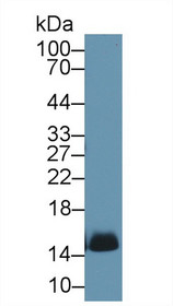 Western Blot; Sample: Canine Liver lysate; ;Primary Ab: 1µg/ml Rabbit Anti-Canine hemoglobin Antibody;Second Ab: 0.2µg/mL HRP-Linked Caprine Anti-Rabbit IgG Polyclonal Antibody;