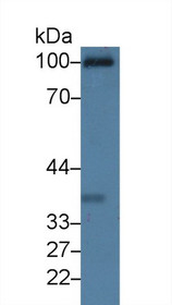 Western Blot; Sample: Rat Serum; Primary Ab: 3µg/ml Rabbit Anti-Rat C1qR1 Antibody Second Ab: 0.2µg/mL HRP-Linked Caprine Anti-Rabbit IgG Polyclonal Antibody