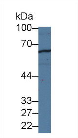 Western Blot; Sample: Human 293T cell lysate; Primary Ab: 1µg/ml Rabbit Anti-Human C1qR1 Antibody Second Ab: 0.2µg/mL HRP-Linked Caprine Anti-Rabbit IgG Polyclonal Antibody