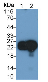 Western Blot; Sample: Recombinant protein.