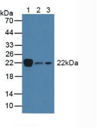 Western Blot; Sample: Lane1: Porcine Brain Tissue; Lane2: Rat Marrow Tissue; Lane3: Mouse Brain Tissue.