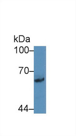 Western Blot; Sample: Rat Cerebrum lysate; Primary Ab: 2µg/mL Rabbit Anti-Human PCDHb2 Antibody Second Ab: 0.2µg/mL HRP-Linked Caprine Anti-Rabbit IgG Polyclonal Antibody