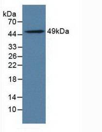 Western Blot; Sample: Rat Adrenal Gland Tissue.