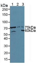Western Blot; Sample: Lane1: Mouse Pancreas Tissue; Lane2: Human Hela Cells; Lane3: Human 293T Cells.