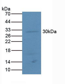 Western Blot; Sample: Mouse Lung Tissue.