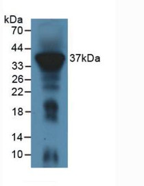 Figure 1. Western Blot; Sample: Mouse Liver Tissue.