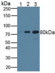 Western Blot; .Sample: Lane1: Human A431 Cells; Lane2: Human Hela Cells; Lane3: Mouse Testis Tissue.