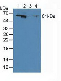 Western Blot; Sample: Lane1: Mouse Liver Tissue; Lane2: Mouse Kidney Tissue; Lane3: Mouse Brain Tissue; Lane4: Human A549 Cells.