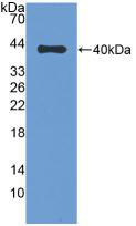 Western Blot; Sample: Recombinant DEFb1, Bovine.