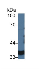 Western Blot; Sample: Porcine Kidney lysate; Primary Ab: 3µg/ml Rabbit Anti-Porcine LDHA Antibody Second Ab: 0.2µg/mL HRP-Linked Caprine Anti-Rabbit IgG Polyclonal Antibody