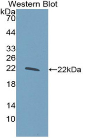 Western Blot; Sample: Recombinant protein.