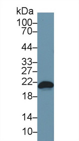 Western Blot; Sample: Mouse RAW264.7 cell lysate; Primary Ab: 1µg/ml Rabbit Anti-Mouse Bax Antibody Second Ab: 0.2µg/mL HRP-Linked Caprine Anti-Rabbit IgG Polyclonal Antibody
