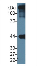 Western Blot; Sample: Mouse Heart lysate; Primary Ab: 1µg/ml Rabbit Anti-Human ACTC1 Antibody Second Ab: 0.2µg/mL HRP-Linked Caprine Anti-Rabbit IgG Polyclonal Antibody