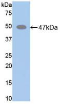 Western Blot; Sample: Recombinant ELN, Mouse.