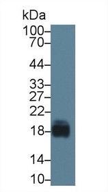 Western Blot; Sample: Porcine Cerebrum lysate; Primary Ab: 1µg/ml Rabbit Anti-Porcine CD59 Antibody Second Ab: 0.2µg/mL HRP-Linked Caprine Anti-Rabbit IgG Polyclonal Antibody
