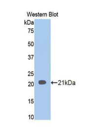 Western Blot; Sample: Recombinant protein.