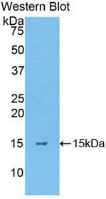 Western Blot; Sample: Recombinant protein.