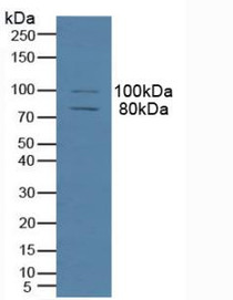 Western Blot; Sample: Human Hela Cells.
