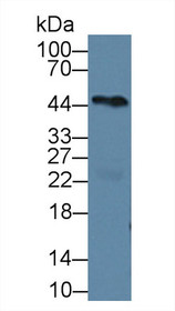 Western Blot; Sample: Mouse Heart lysate; Primary Ab: 2µg/ml Rabbit Anti-Human PCPE1 Antibody Second Ab: 0.2µg/mL HRP-Linked Caprine Anti-Rabbit IgG Polyclonal Antibody