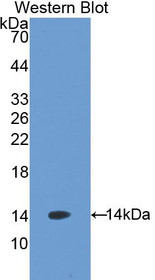 Western Blot; Sample: Recombinant protein.