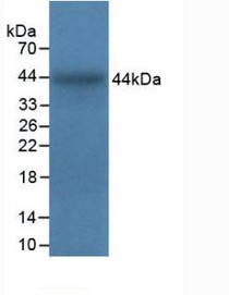 Western Blot; Sample: Recombinant ITGa5, Bovine.