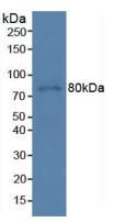 Western Blot; Sample: Human Hela Cells.