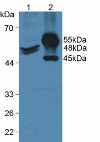 Western Blot; Sample: Lane1: Human Hela Cells; Lane2: Porcine Intestine Tissue.