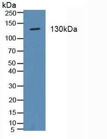 Western Blot; Sample: Porcine Stomach Tissue.