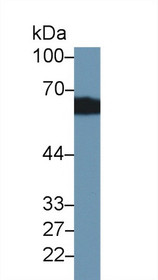 Western Blot; Sample: Rat Kidney lysate; Primary Ab: 2µg/ml Rabbit Anti-Rat CBG Antibody Second Ab: 0.2µg/mL HRP-Linked Caprine Anti-Rabbit IgG Polyclonal Antibody
