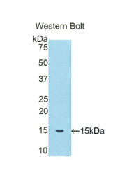 Western Blot; Sample: Recombinant protein.