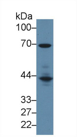 Western Blot; Sample: Mouse Spleen lysate; Primary Ab: 2µg/ml Rabbit Anti-Mouse LCP2 Antibody Second Ab: 0.2µg/mL HRP-Linked Caprine Anti-Rabbit IgG Polyclonal Antibody