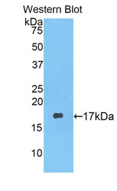 Western Blot; Sample: Recombinant protein.