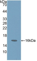 Western Blot; Sample: Recombinant ProGRP, Human.