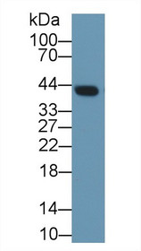 Western Blot; Sample: Mouse Lung lysate; Primary Ab: 1µg/ml Rabbit Anti-Rat CLU Antibody Second Ab: 0.2µg/mL HRP-Linked Caprine Anti-Rabbit IgG Polyclonal Antibody