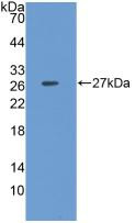 Western Blot; Sample: Recombinant CLU, Porcine.