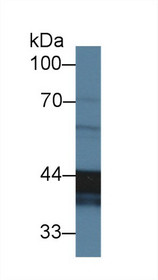 Western Blot; Sample: Caprine Testis lysate; Primary Ab: 2µg/ml Rabbit Anti-Ovine CLU Antibody Second Ab: 0.2µg/mL HRP-Linked Caprine Anti-Rabbit IgG Polyclonal Antibody