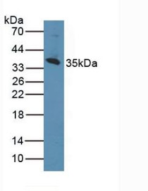 Western Blot; Sample: Human K562 Cells.